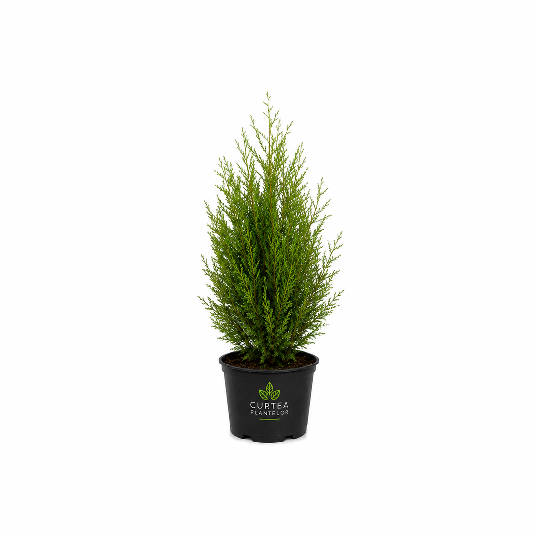 Plante care cresc repede pentru curte si gradina