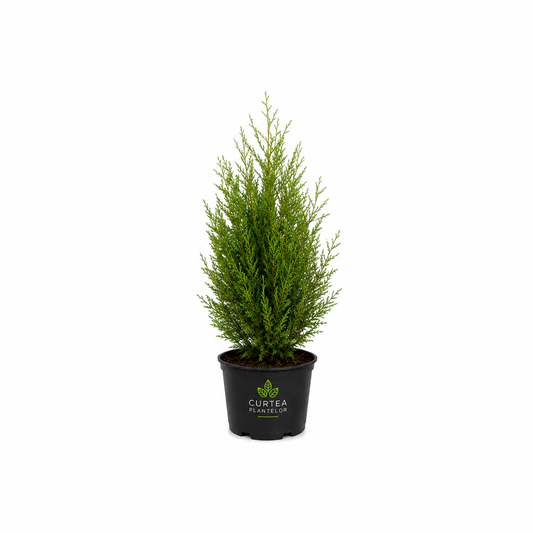 Plante care cresc repede pentru curte si gradina