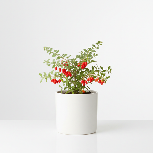 Goji