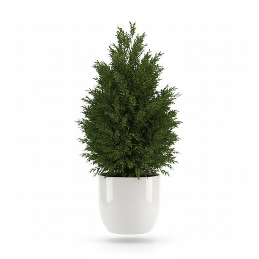 Leylandii