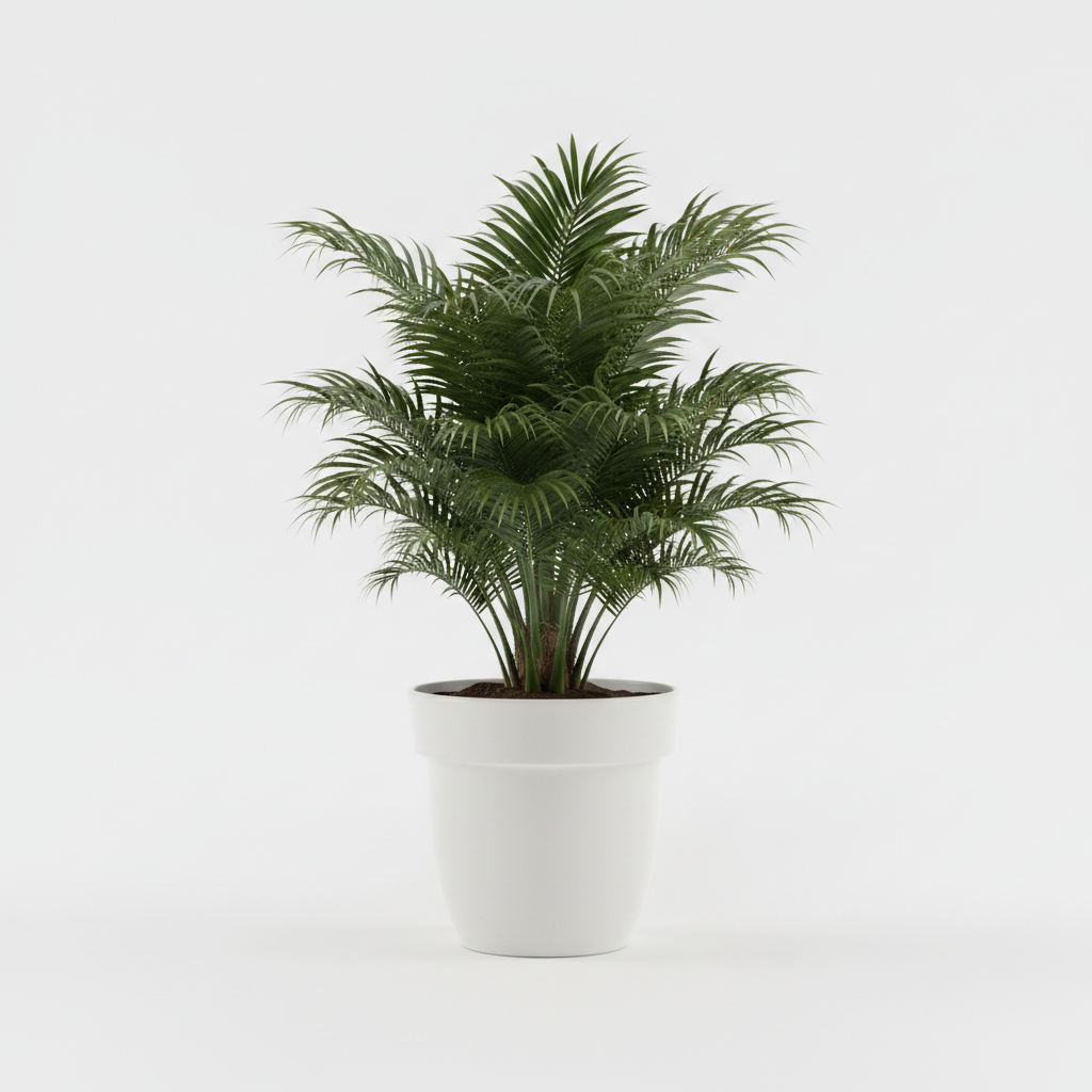 Palmier Trachycarpus