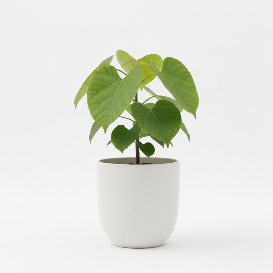 Paulownia